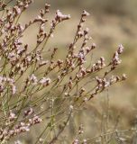 Limonium leptophyllum. Переплетенные ветром соцветия. Казахстан, Жамбылская (Джамбульская) обл., Мойынкумский р-н, между пос. Мирный и Шыганак; Балхаш-Алакольская котловина, юго-западный сектор Прибалхашья, в 10 км к югу от оз. Алаколь; автоморфный полидоминантный галоксерофильнокустарничково-многолетнесолянковый солончак в выположенном лессово-гравийном прогибе гаммады. 14 августа 2017 г.