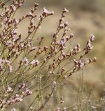 Limonium leptophyllum. Переплетенные ветром соцветия. Казахстан, Жамбылская (Джамбульская) обл., Мойынкумский р-н, между пос. Мирный и Шыганак; Балхаш-Алакольская котловина, юго-западный сектор Прибалхашья, в 10 км к югу от оз. Алаколь; автоморфный полидоминантный галоксерофильнокустарничково-многолетнесолянковый солончак в выположенном лессово-гравийном прогибе гаммады. 14 августа 2017 г.