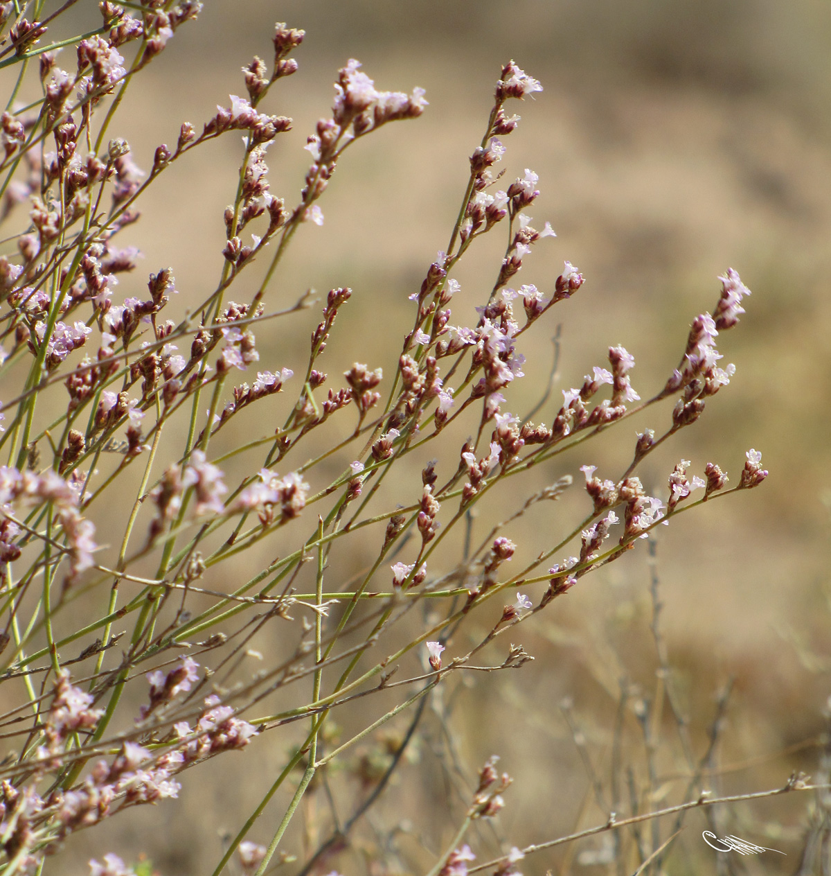 Image of Limonium leptophyllum specimen.