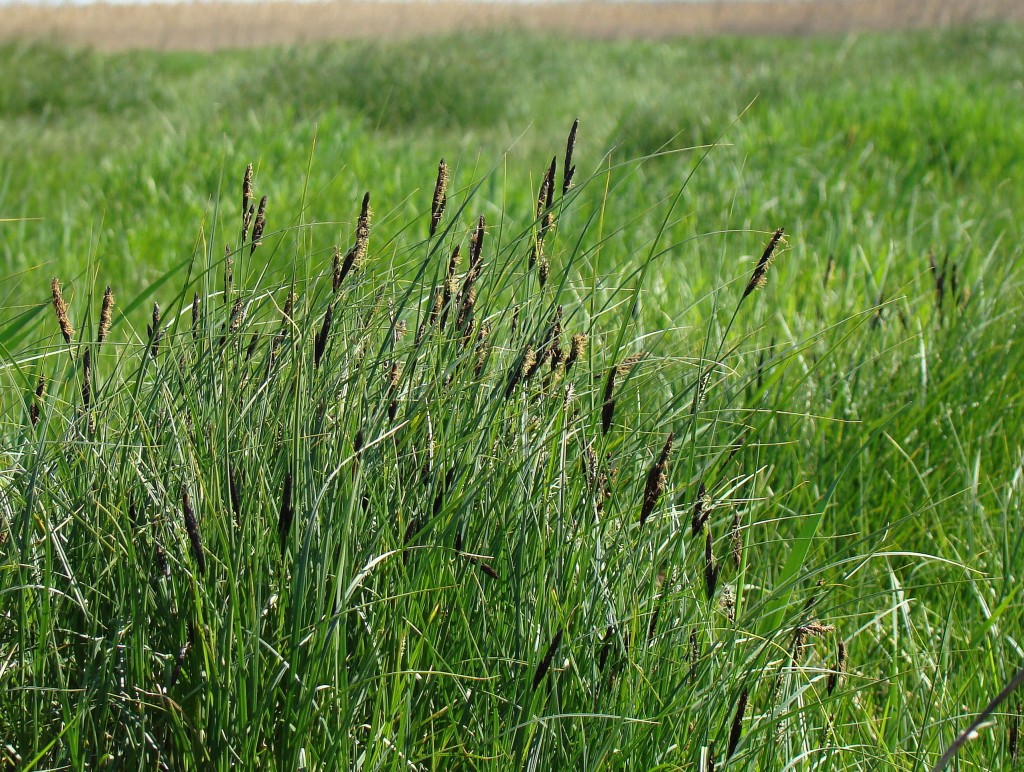 Изображение особи Carex melanostachya.