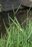 Paspalum paspalodes