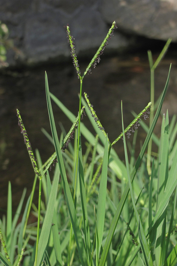 Image of Paspalum paspalodes specimen.