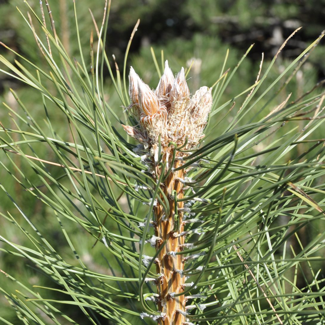 Изображение особи Pinus pallasiana.