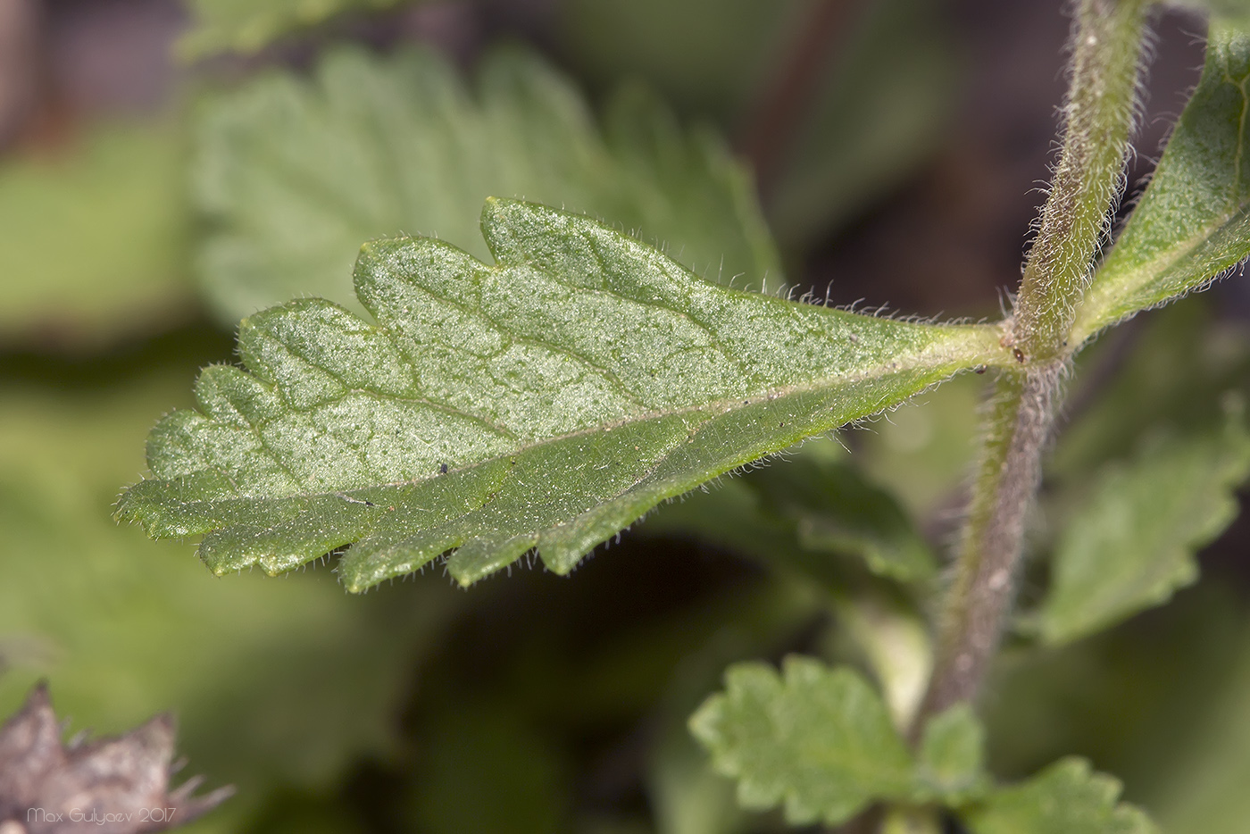 Изображение особи Teucrium chamaedrys.