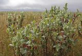 genus Salix