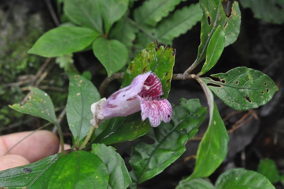 Изображение особи семейство Gesneriaceae.