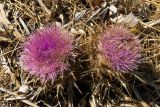Carlina gummifera
