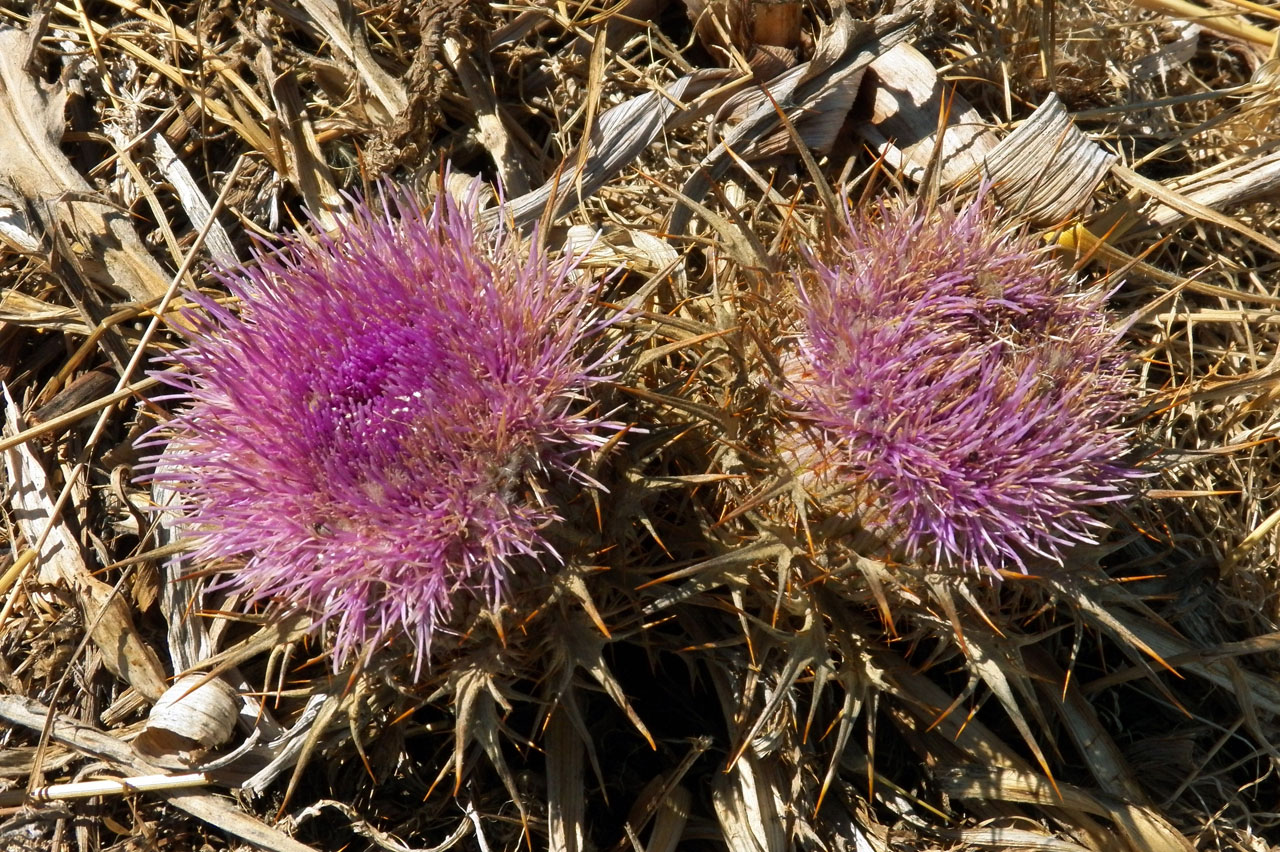 Image of Carlina gummifera specimen.