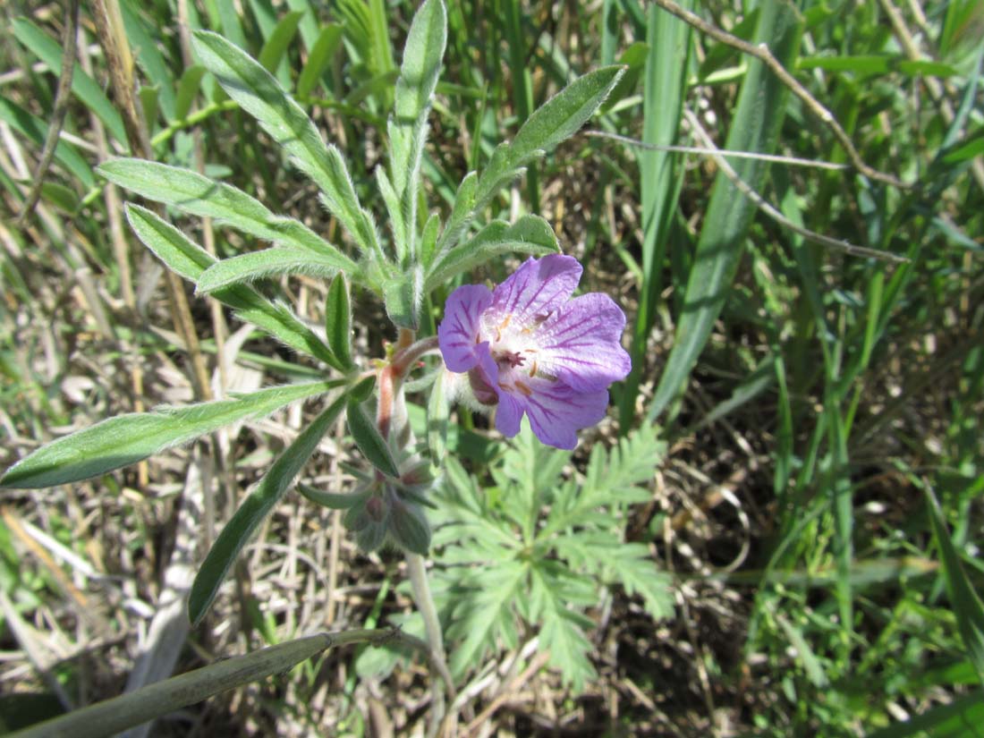 Изображение особи Geranium tuberosum.