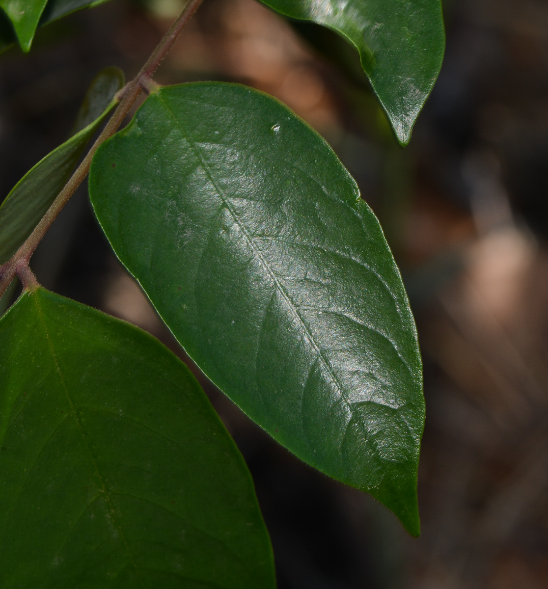 Image of Averrhoa carambola specimen.