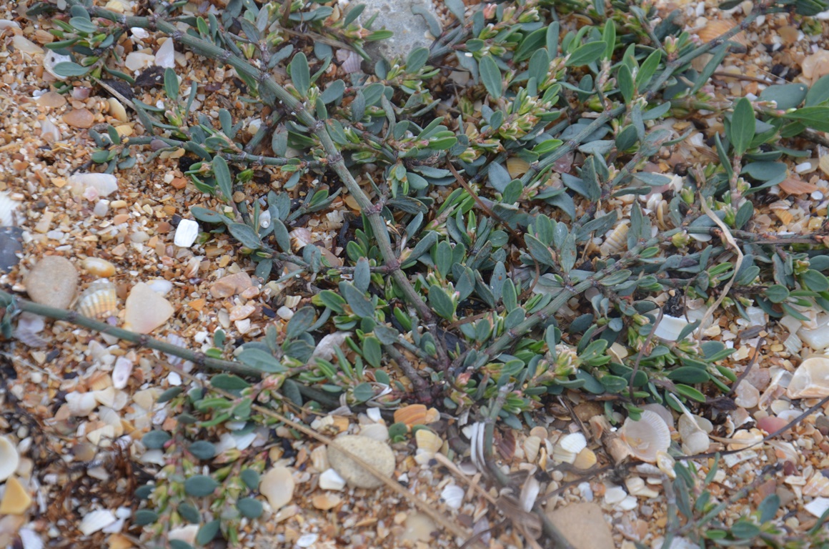 Image of genus Polygonum specimen.