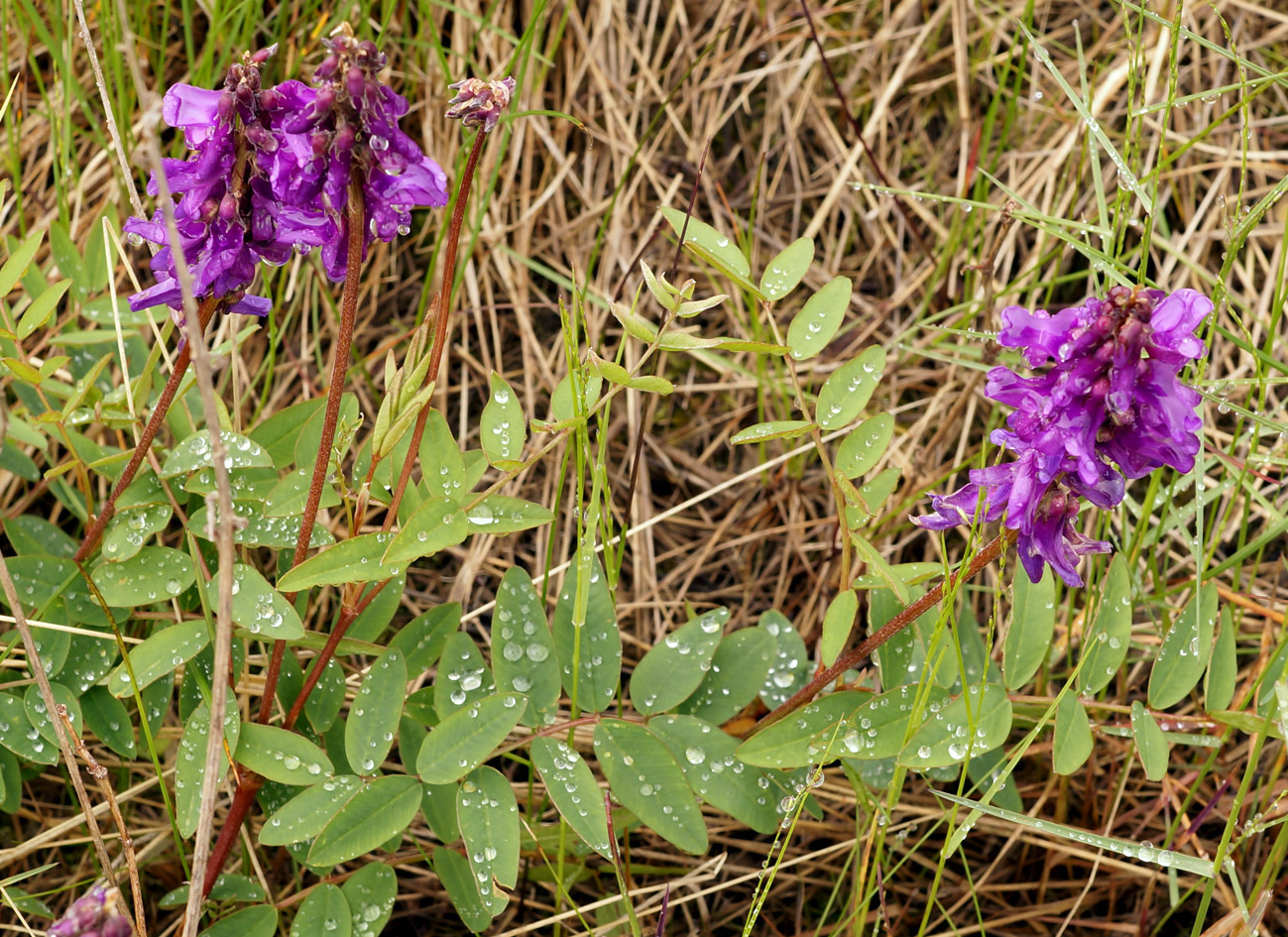 Изображение особи Hedysarum branthii.