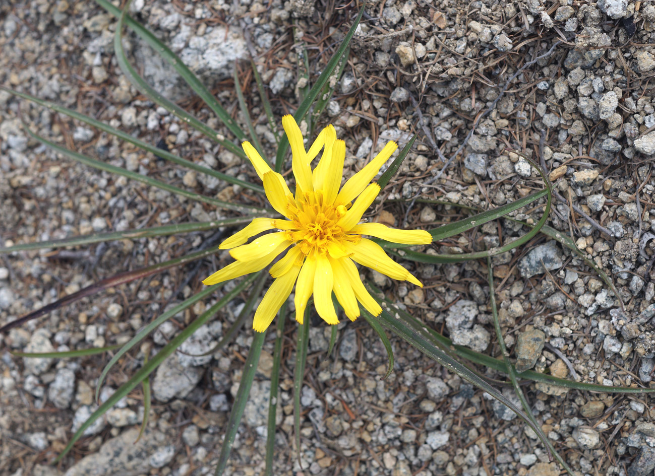 Image of Scorzonera radiata specimen.