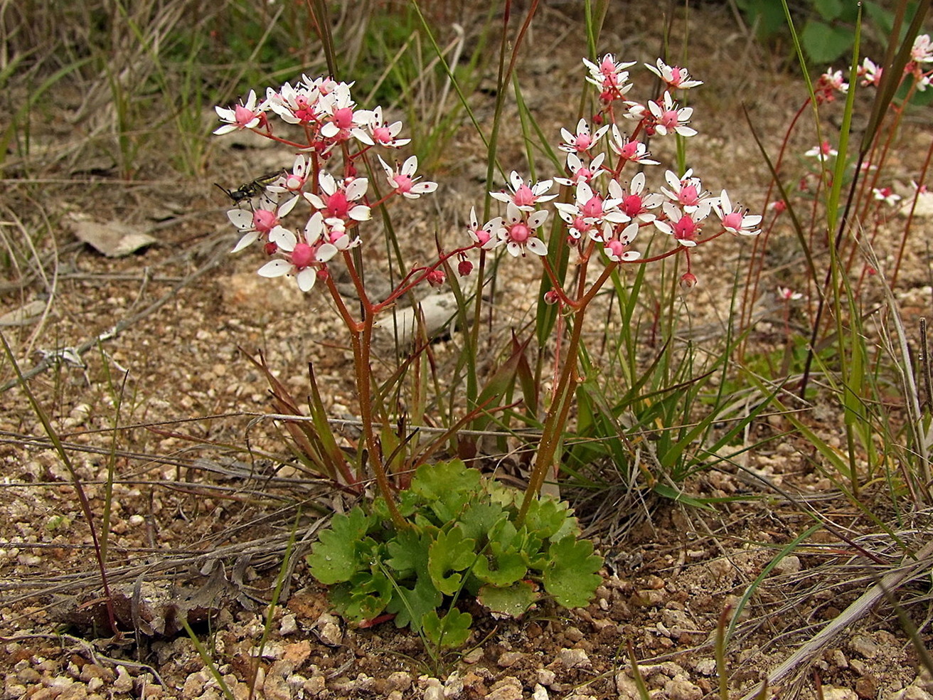 Image of Micranthes nudicaulis specimen.