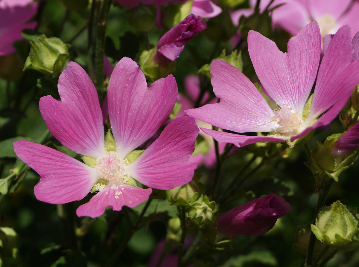 Image of Malva thuringiaca specimen.