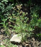 Chamaerhodos erecta
