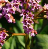 Bergenia crassifolia