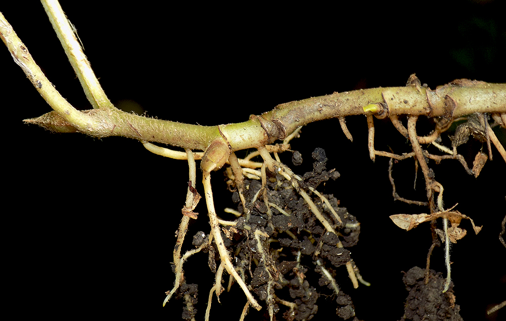 Image of Asarum intermedium specimen.