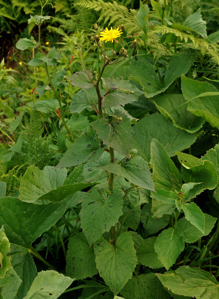 Image of Prenanthes abietina specimen.