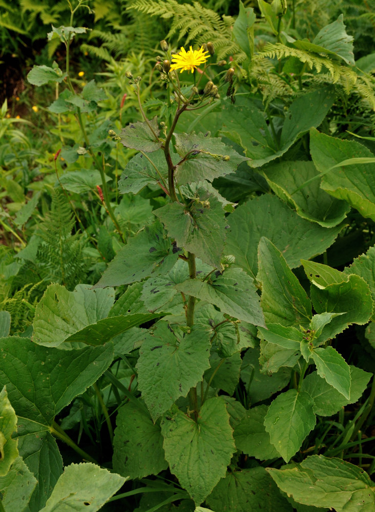 Изображение особи Prenanthes abietina.