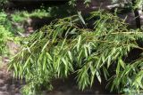 genus Phyllostachys. Ветвь. Грузия, г. Тбилиси, Центральный ботанический сад АН Грузии, в культуре. 15.05.2017.