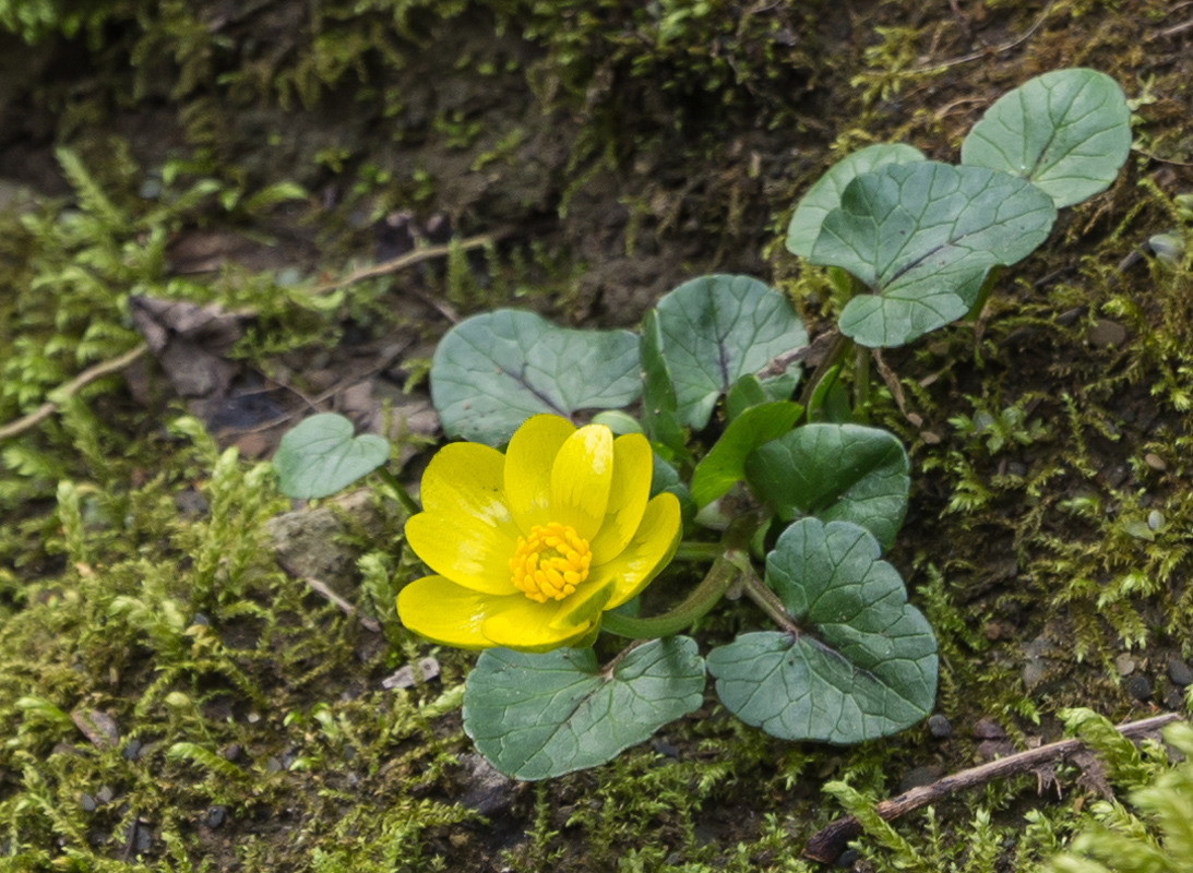 Изображение особи Ficaria calthifolia.