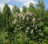 Syringa vulgaris. Цветущее растение. Восточный Казахстан, г. Усть-Каменогорск, Архитектурно-ландшафтный музей-заповедник, в культуре. 21.05.2017.