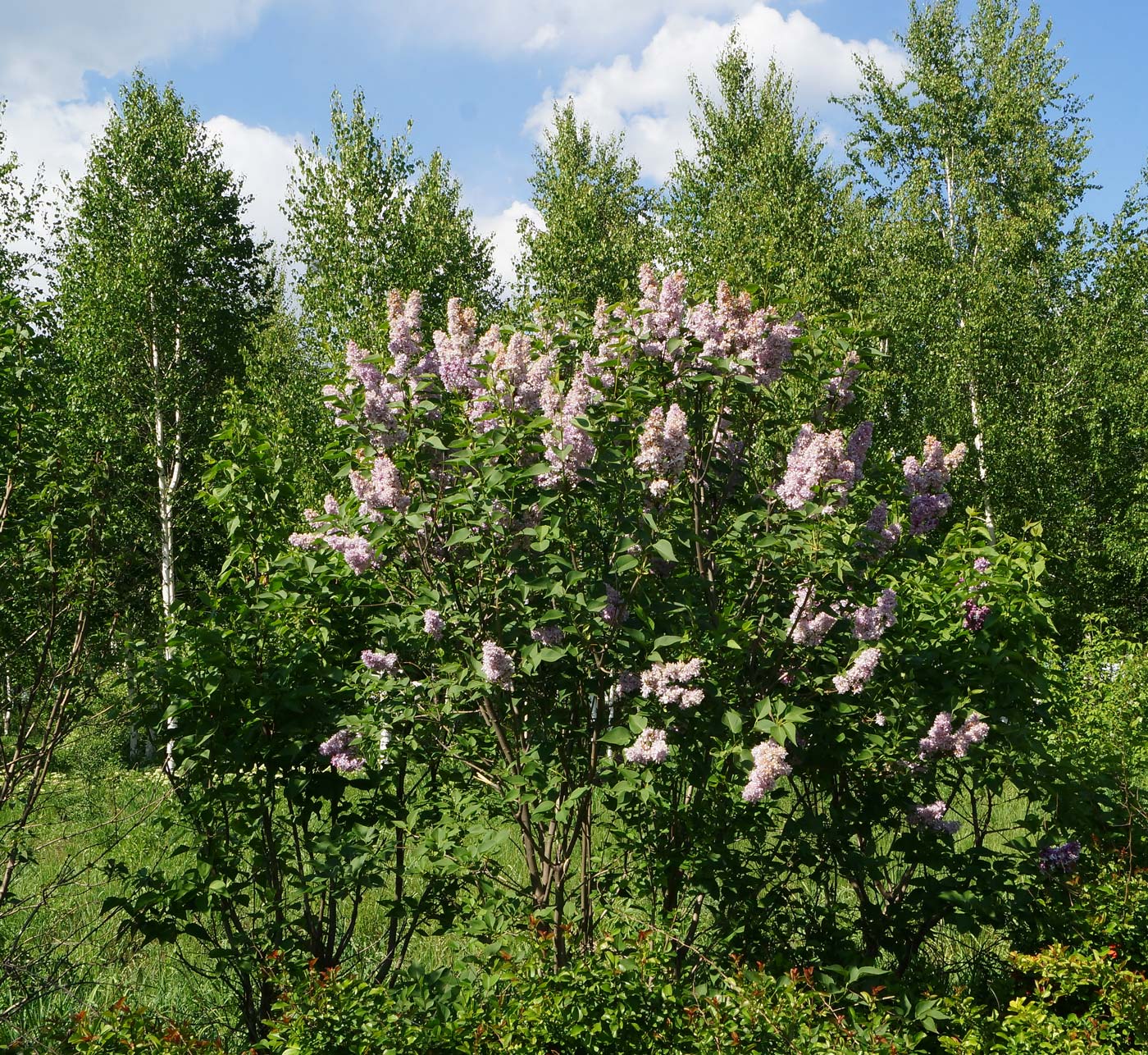 Изображение особи Syringa vulgaris.