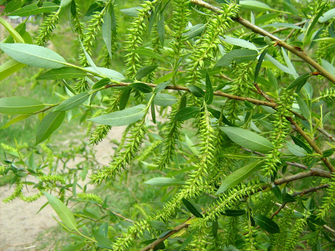 Image of Salix triandra specimen.