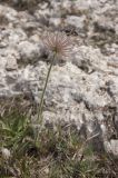 Pulsatilla taurica. Верхушка побега с плодом. Крым, Ай-Петринская яйла, окр. скалы Биюк-Исар. Начало мая 2010 г.