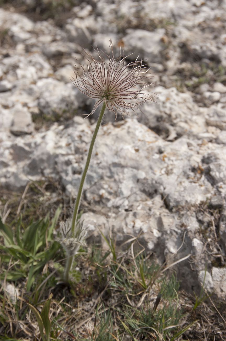 Изображение особи Pulsatilla taurica.