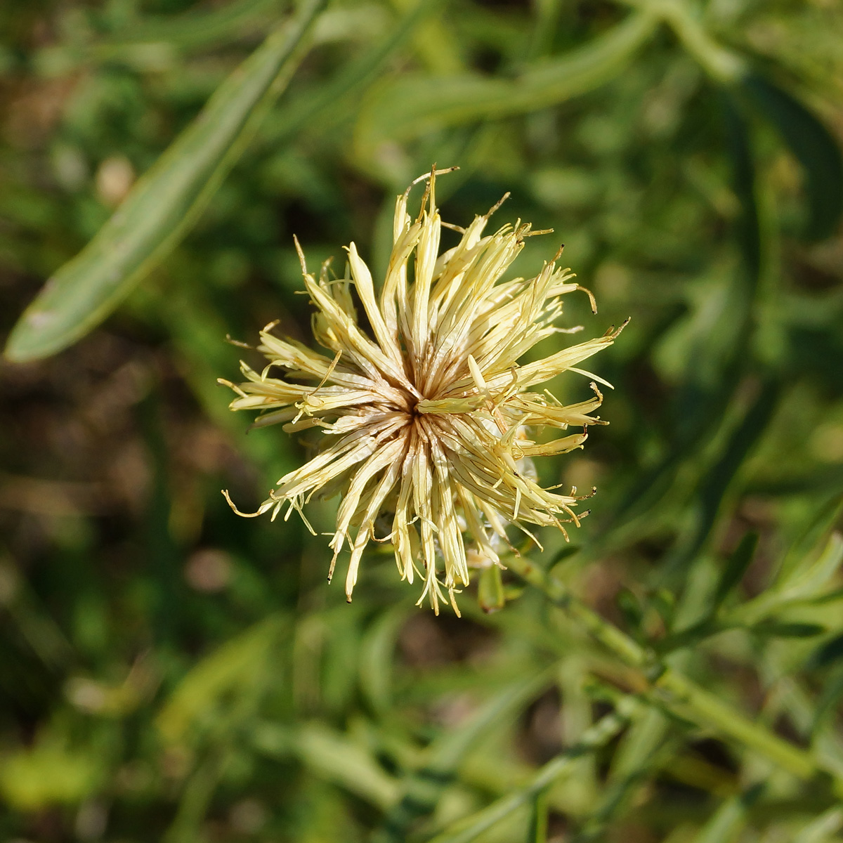 Image of Centaurea orientalis specimen.