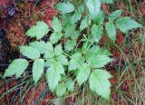 Cimicifuga foetida