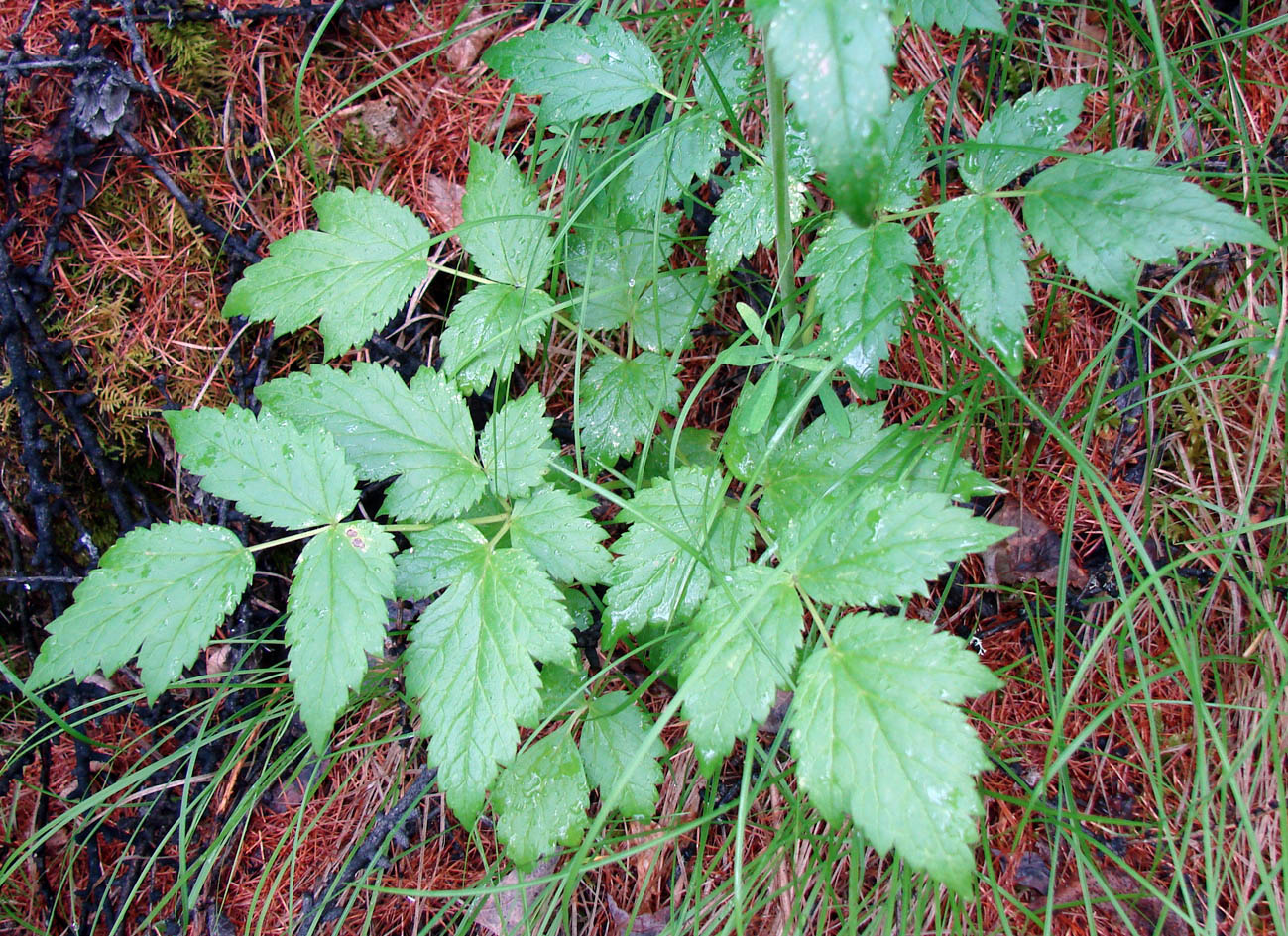 Image of Cimicifuga foetida specimen.