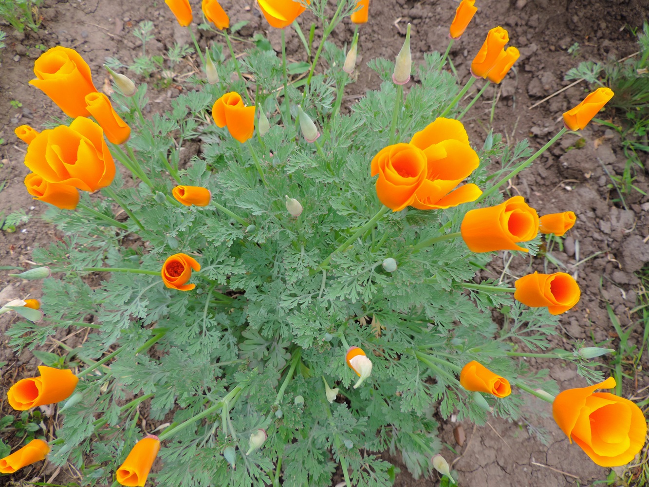 Image of Eschscholzia californica specimen.