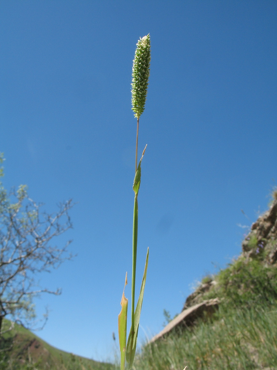 Image of Phleum paniculatum specimen.