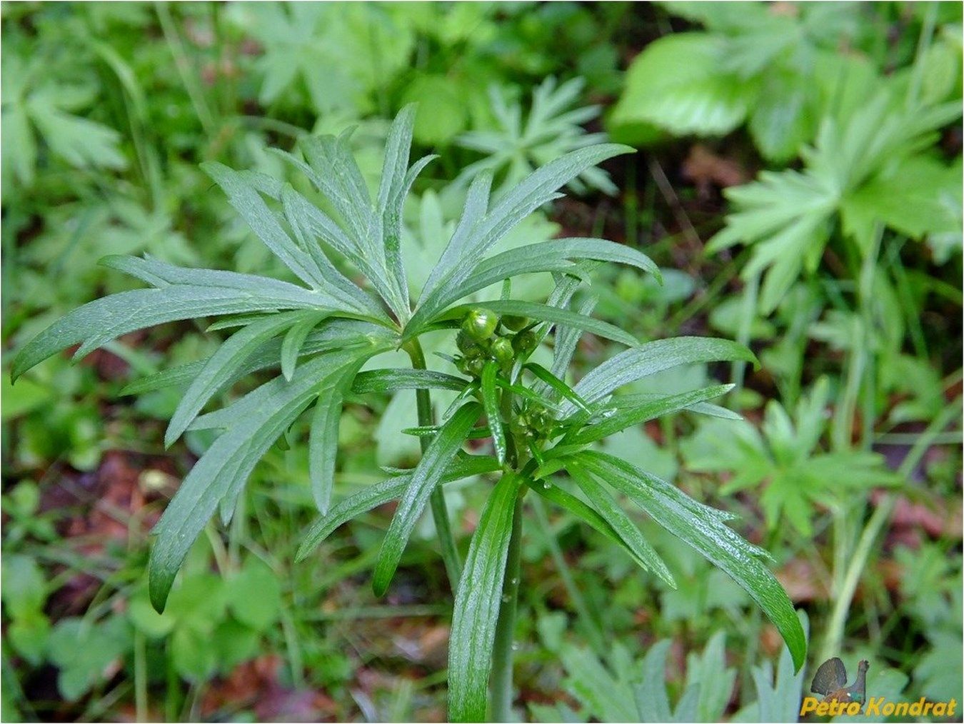 Image of Ranunculus acris specimen.