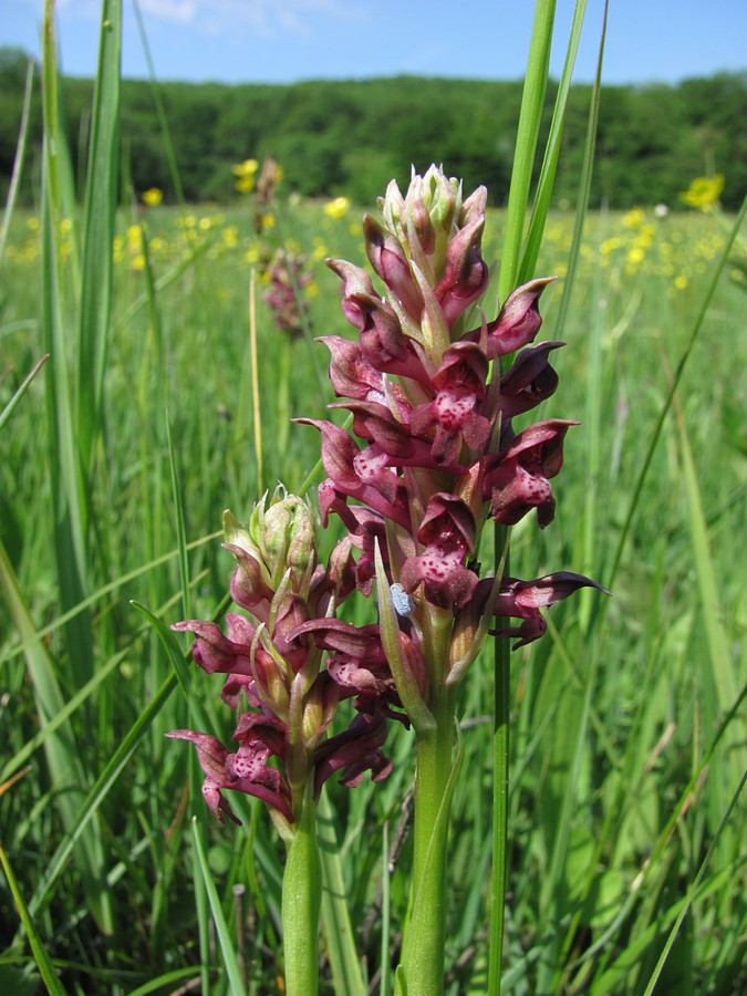 Image of Anacamptis coriophora specimen.