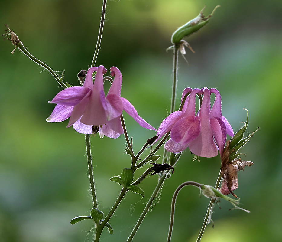 Изображение особи Aquilegia vulgaris.