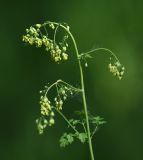 Thalictrum minus