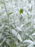 Cerastium tomentosum. Верхушка побега с завязавшимся плодом. Марий Эл, г. Йошкар-Ола, Центральный парк, в культуре. 05.07.2018.