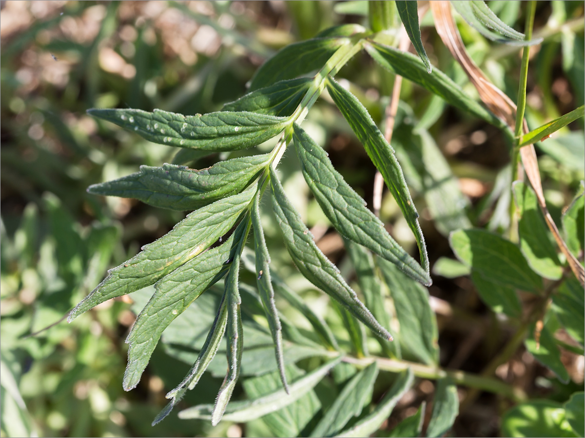 Image of Valeriana salina specimen.
