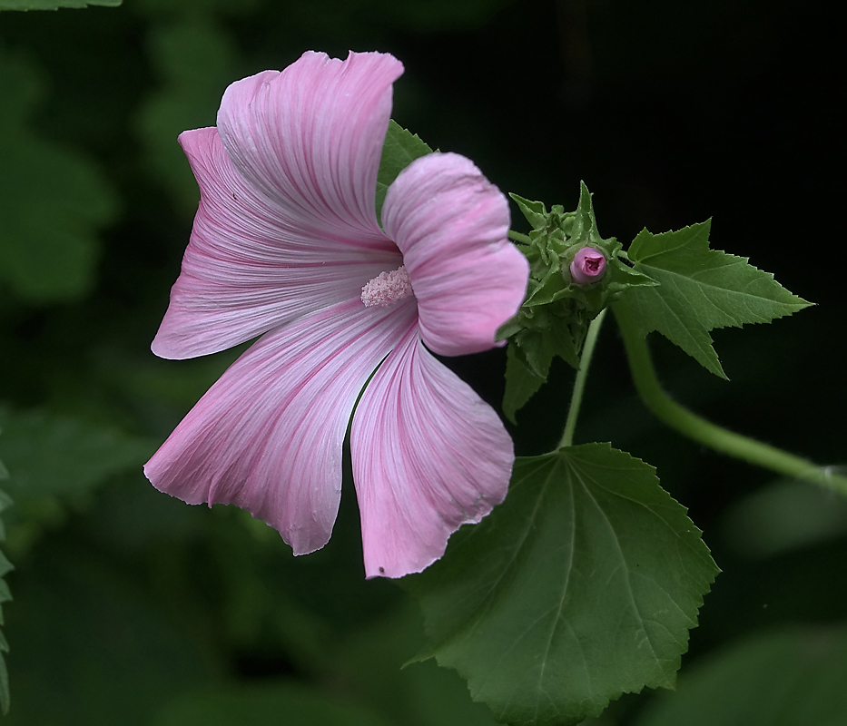 Image of Malva trimestris specimen.