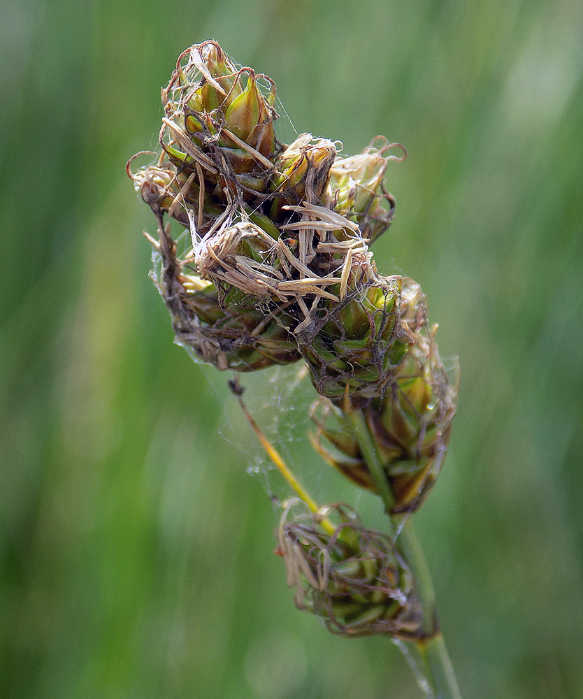 Изображение особи Carex otrubae.