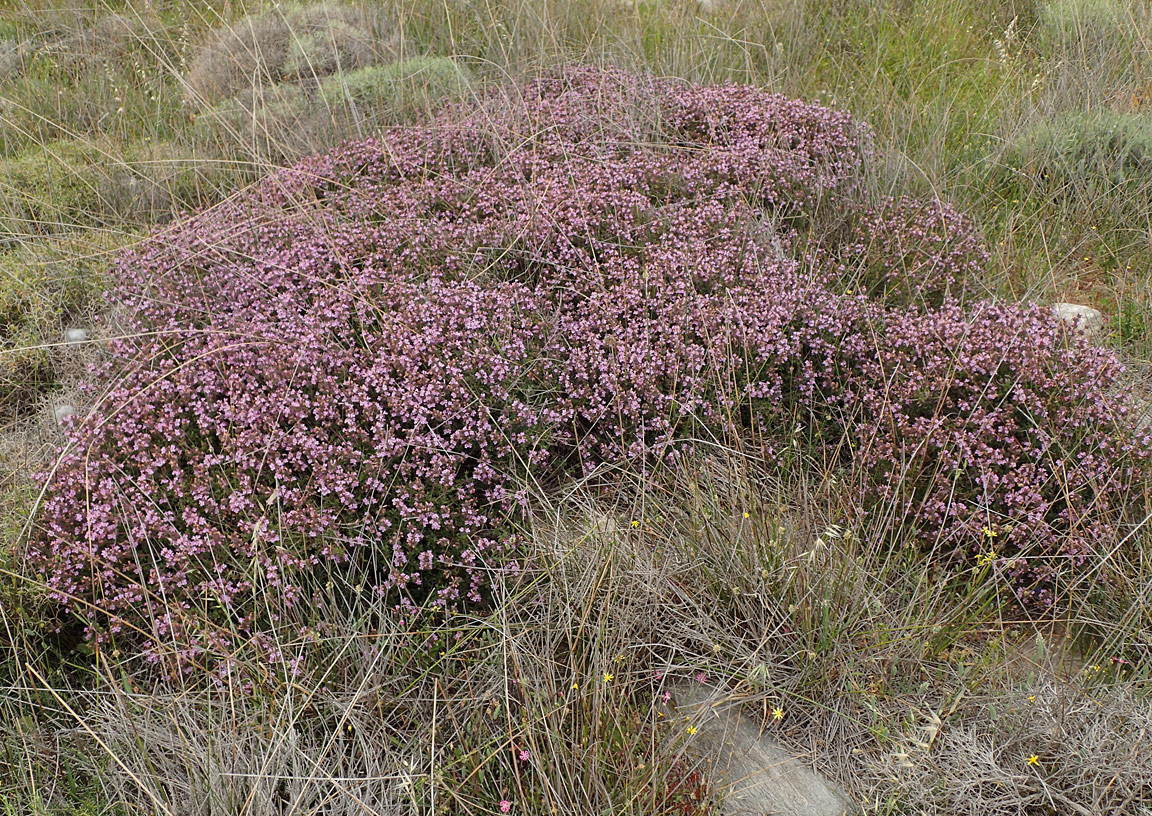 Изображение особи Thymus comptus.