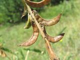 Astragalus falcatus. Часть соплодия. Кабардино-Балкария, Эльбрусский р-н, окр. пос. Эльбрус, ок. 2000 м н.у.м., субальпийский луг. 05.08.2018.