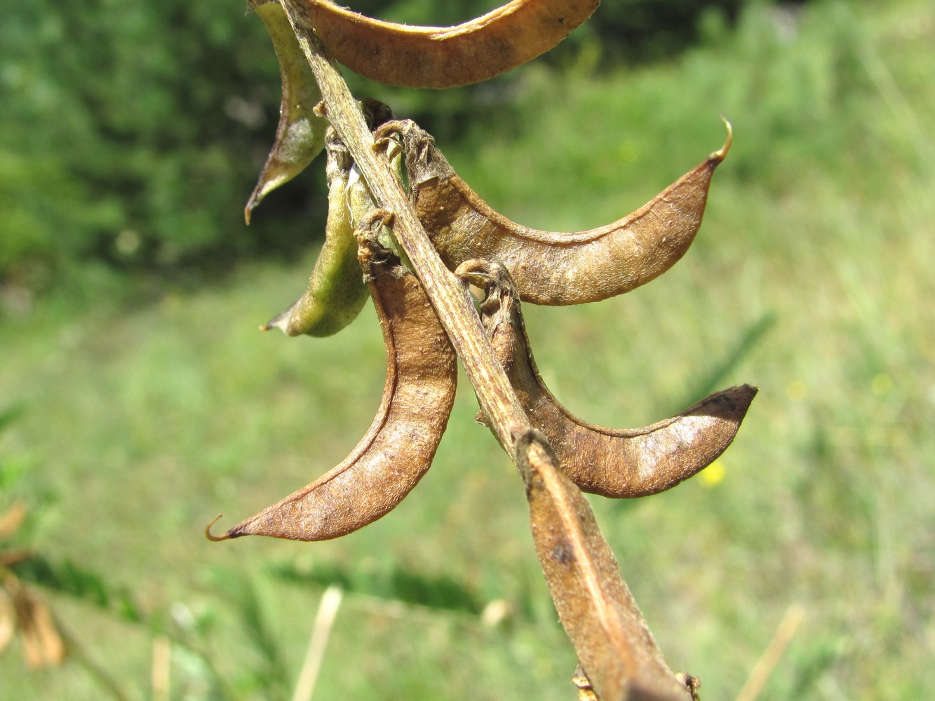 Изображение особи Astragalus falcatus.