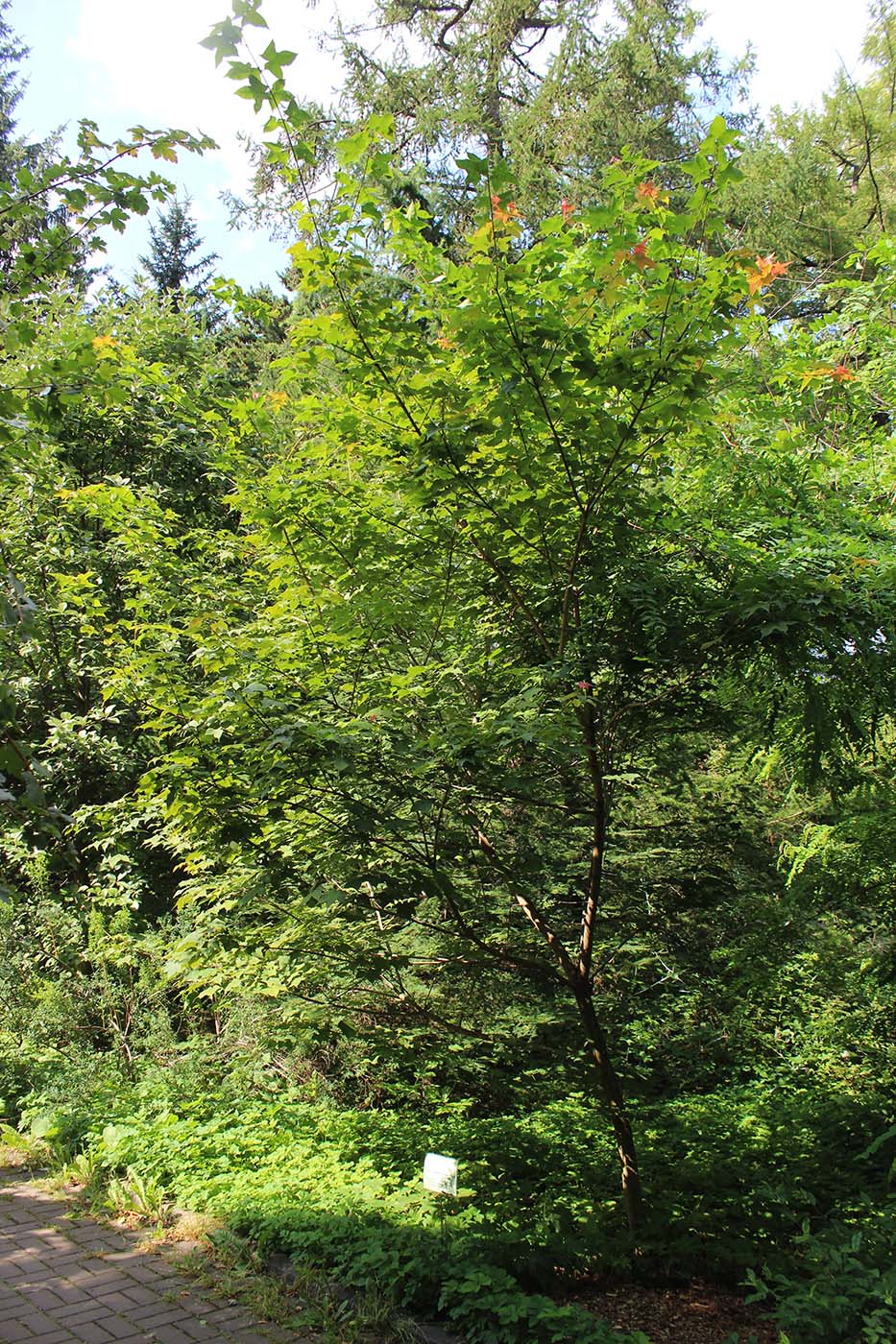 Image of Acer longipes specimen.