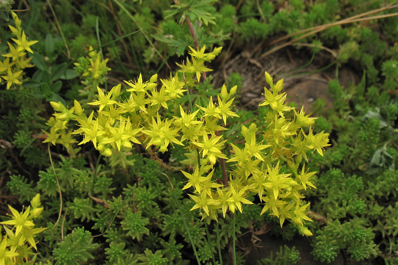 Изображение особи Sedum sexangulare.