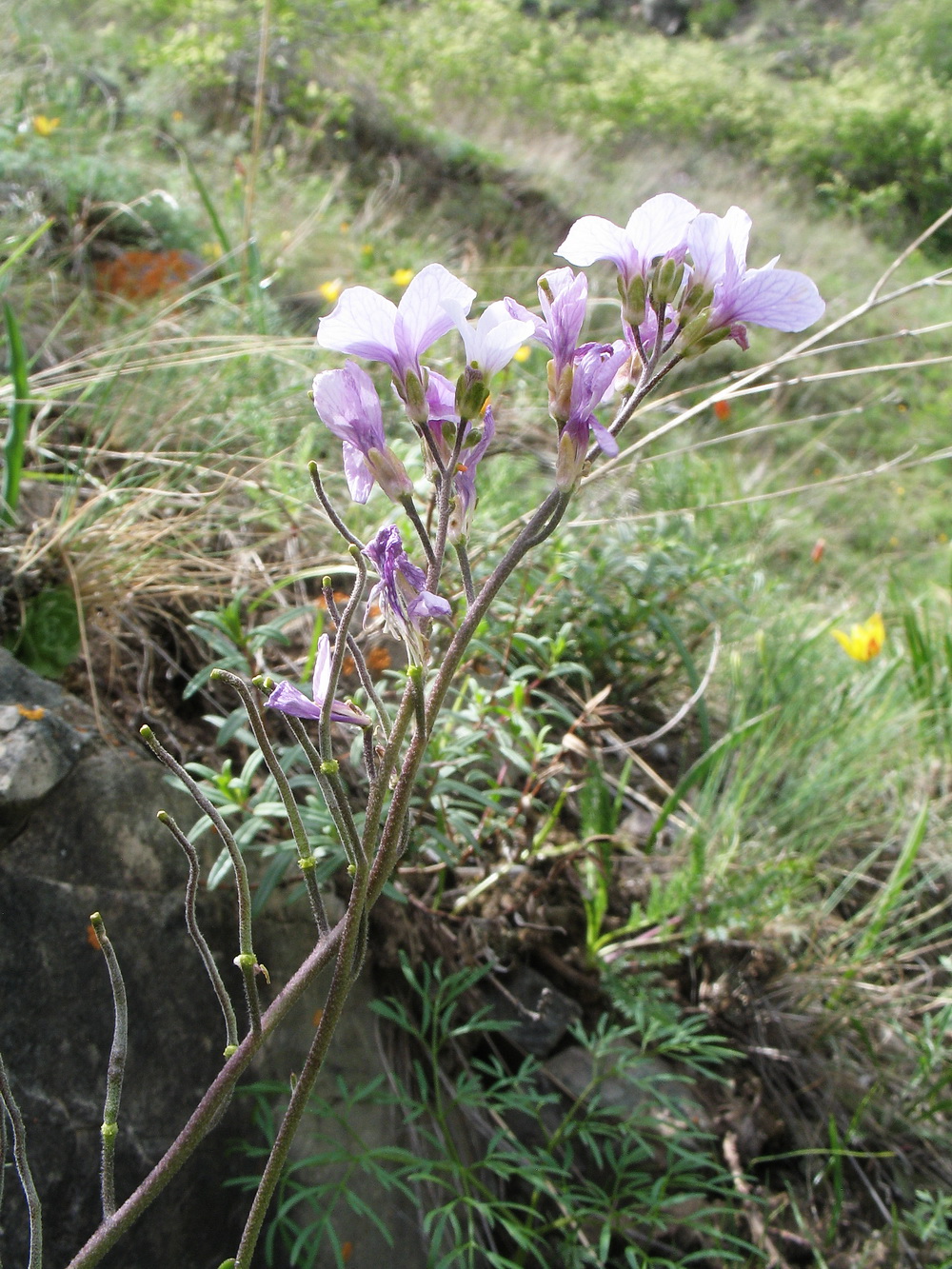 Изображение особи Dendroarabis fruticulosa.